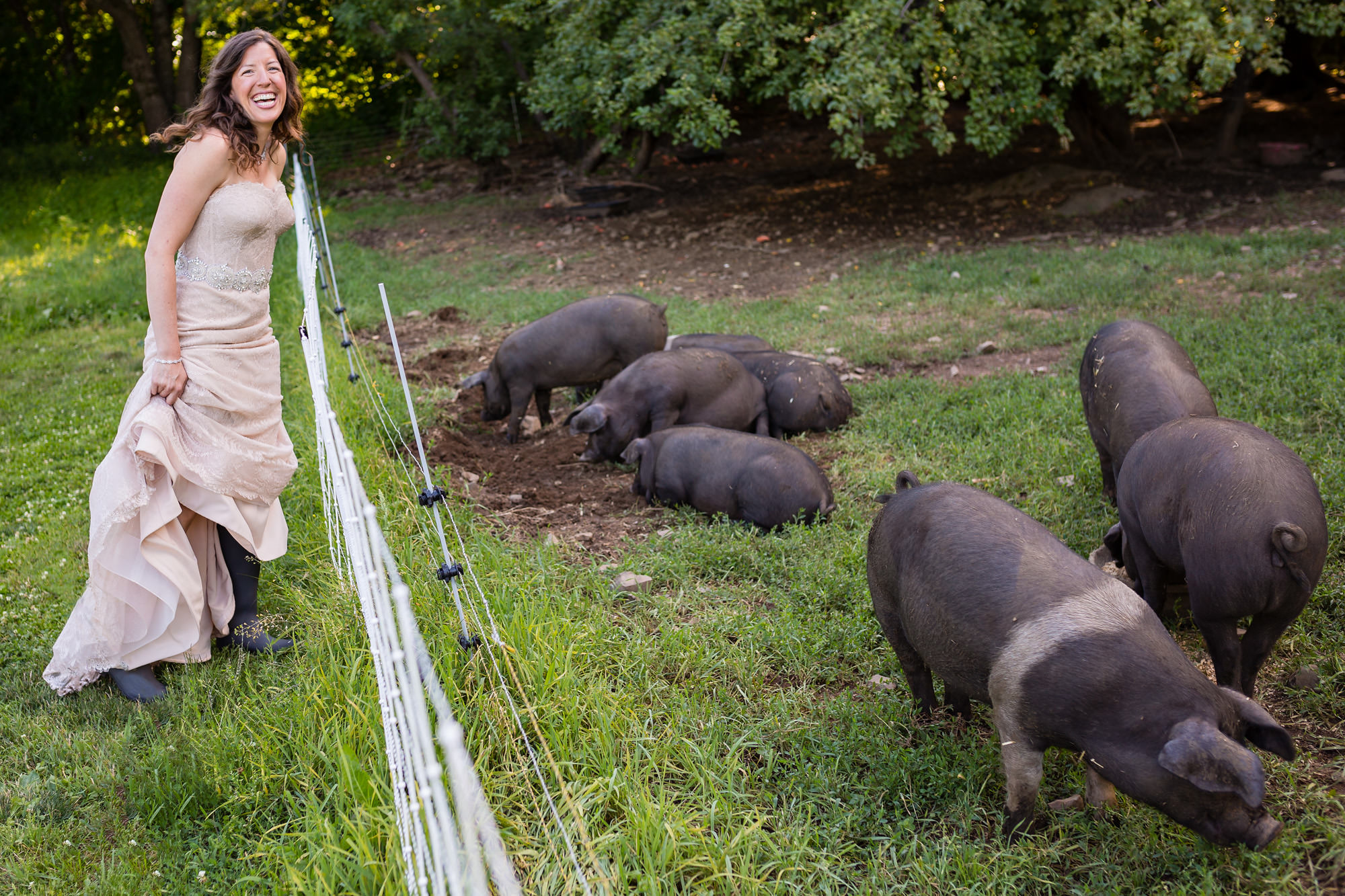 The bride checks out the pigs at Primo Restaurant in Rockland Maine.