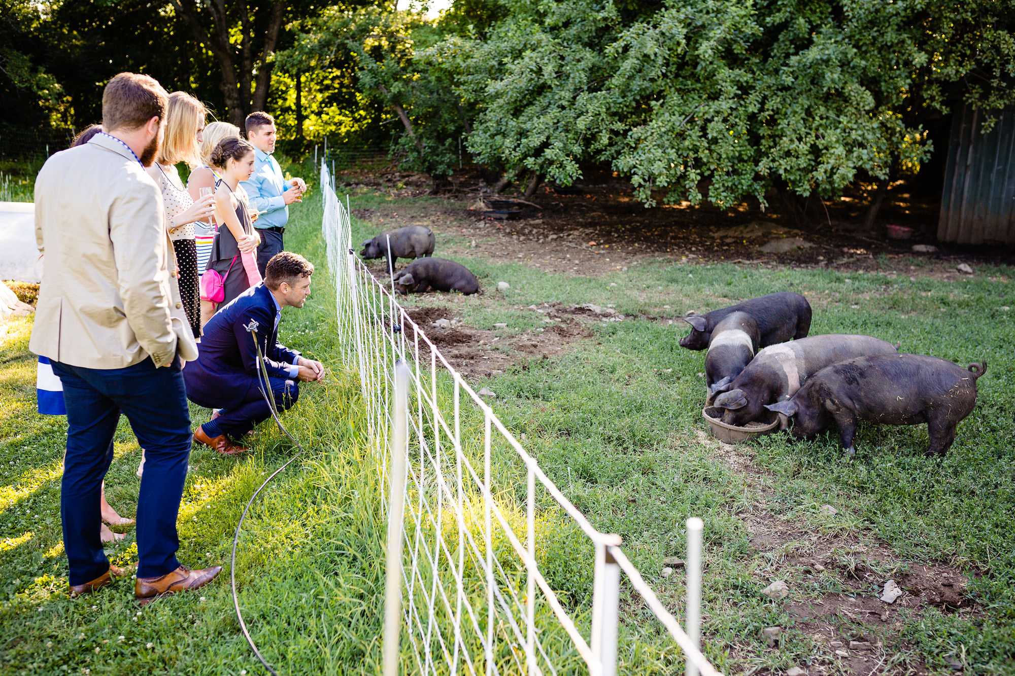 Wedding guests visit the pigs at a wedding at Primo Restaurant in Maine.