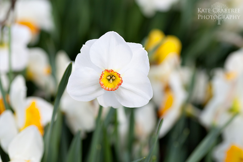 Photos of Maine spring daffodils