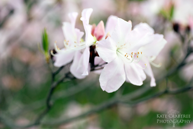 Photos of Maine spring flowers